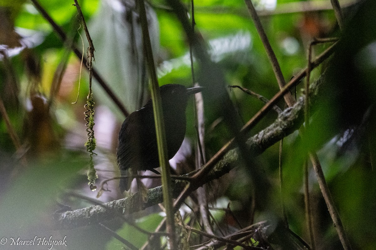 Stub-tailed Antbird - ML495552081