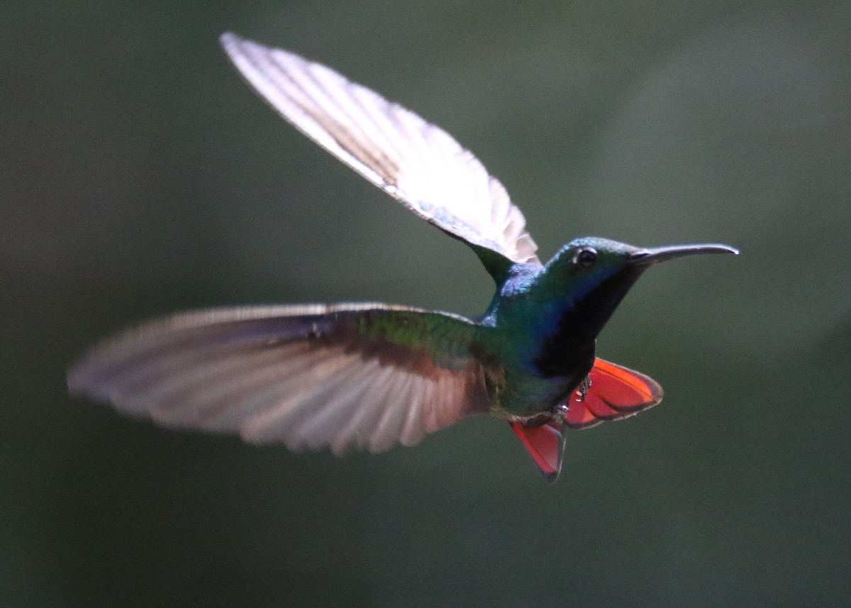 kolibřík tropický - ML495552491