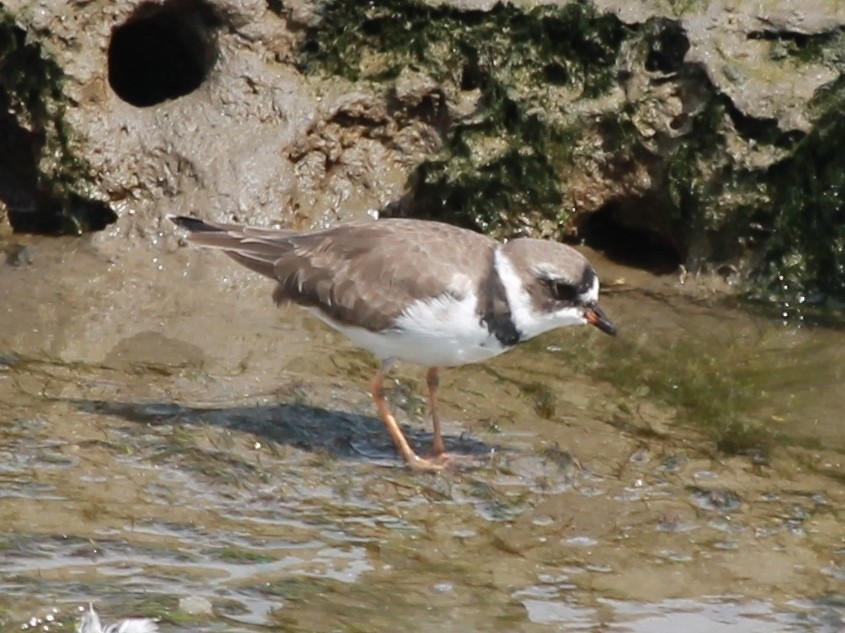 Semipalmated Plover - ML49555541