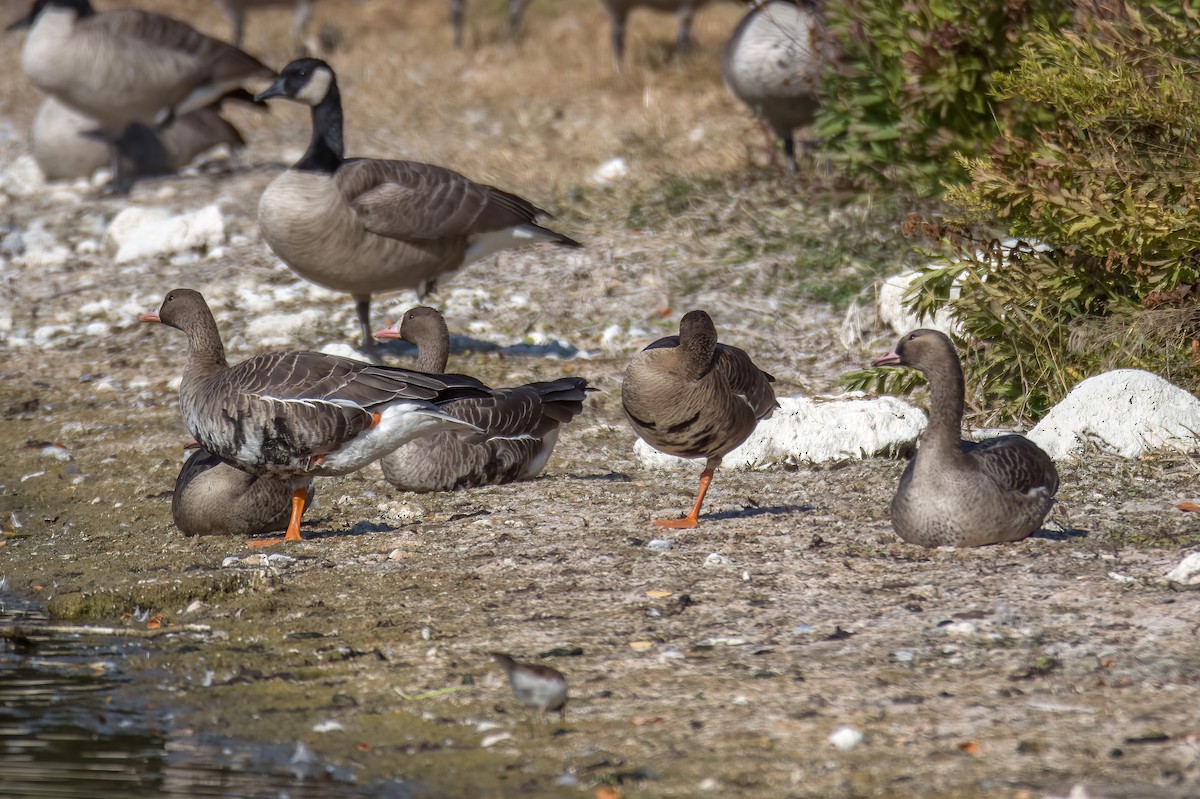 Greater White-fronted Goose - ML495558481
