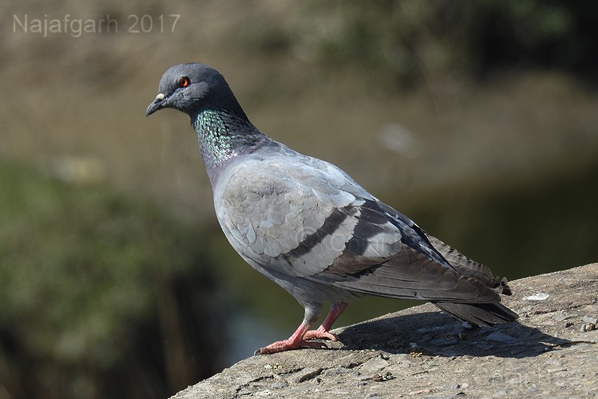 Rock Pigeon (Feral Pigeon) - CHINMOY  BANERJEE