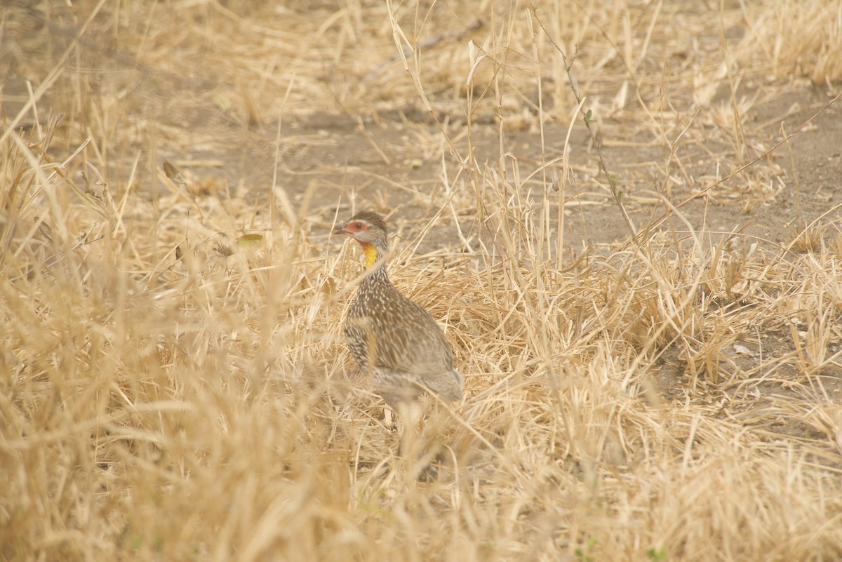 Yellow-necked Spurfowl - ML495560871