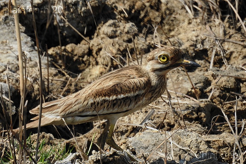 Indian Thick-knee - CHINMOY  BANERJEE