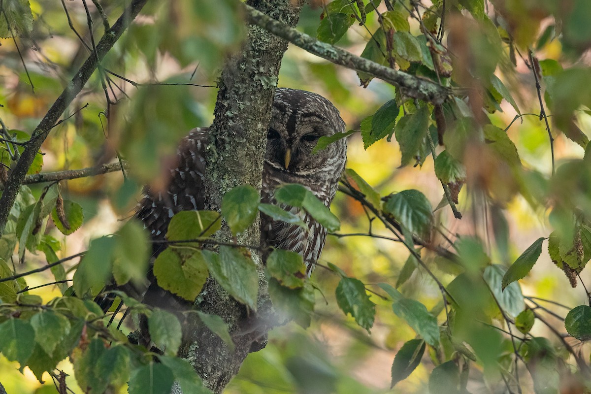 Barred Owl - ML495564531