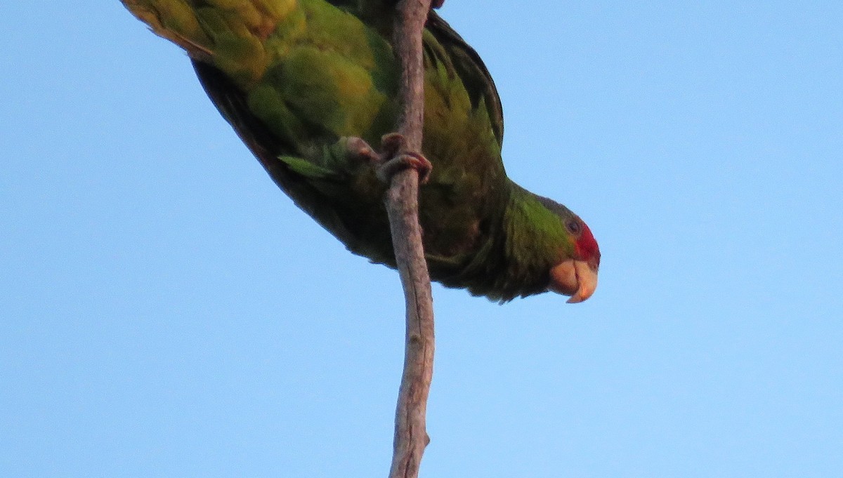 Red-crowned x Red-lored Parrot (hybrid) - ML495568971