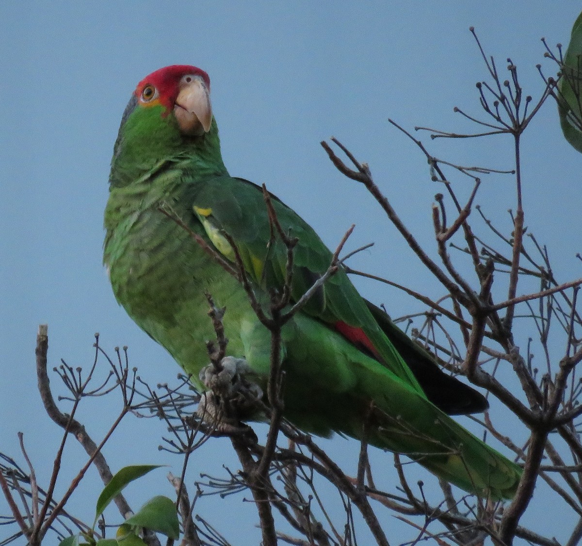 Red-crowned x Red-lored Parrot (hybrid) - ML495568981