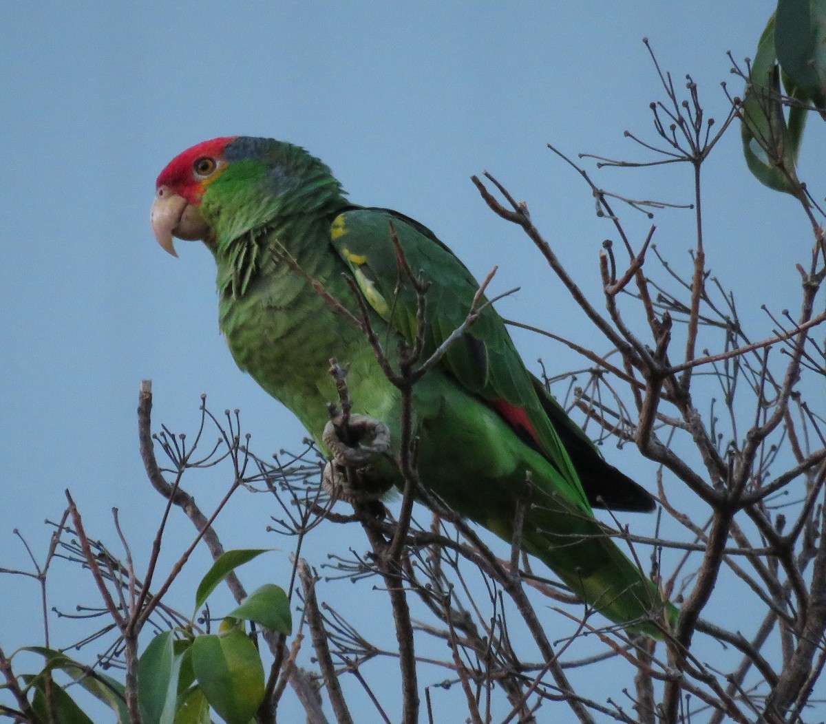 Red-crowned x Red-lored Parrot (hybrid) - ML495568991
