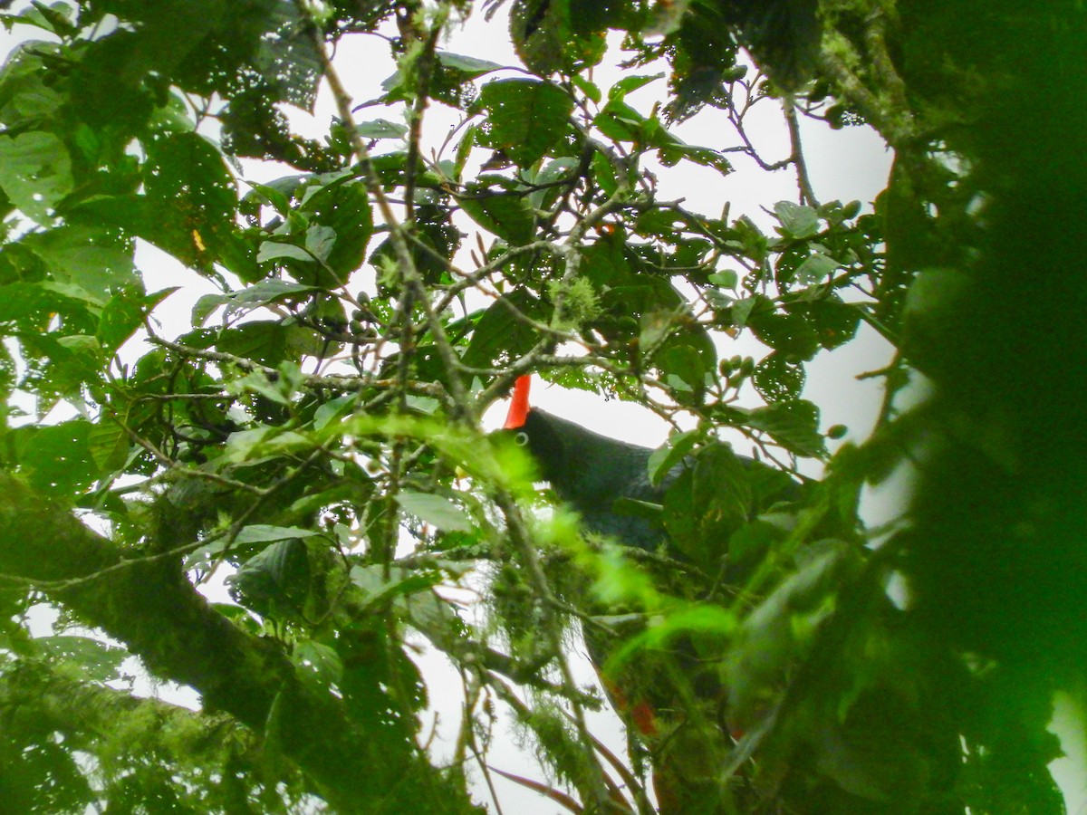Horned Guan - Edgardo Orozco Díaz (Birding Guide) WhatsApp: +502 4809 2787📍San Marcos, Guatemala