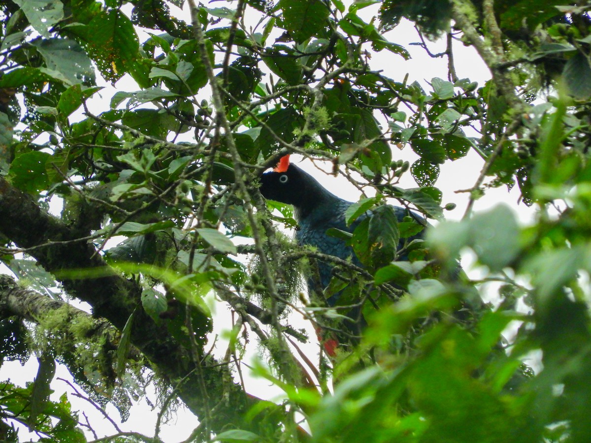 Horned Guan - Edgardo Orozco Díaz (Birding Guide) WhatsApp: +502 4809 2787📍San Marcos, Guatemala
