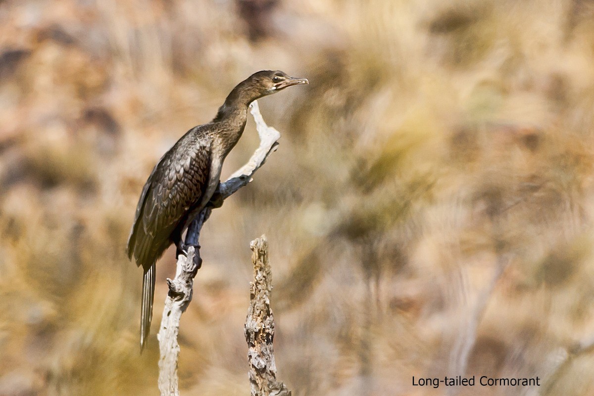 Long-tailed Cormorant - ML495581661