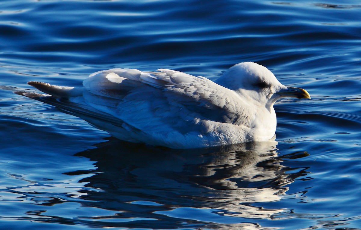 Iceland Gull (Thayer's x Iceland) - Peter Nichols