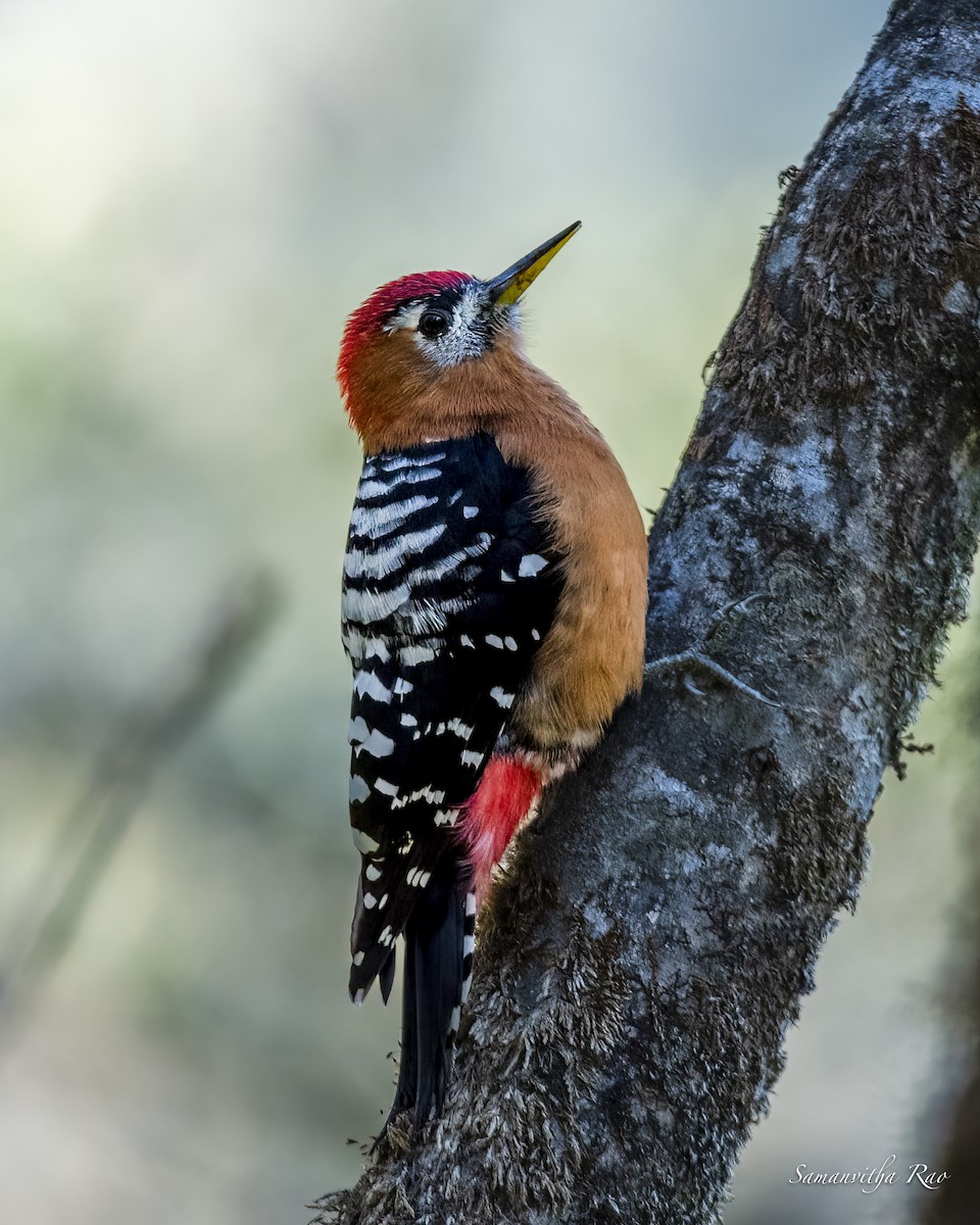 Rufous-bellied Woodpecker - ML495587351