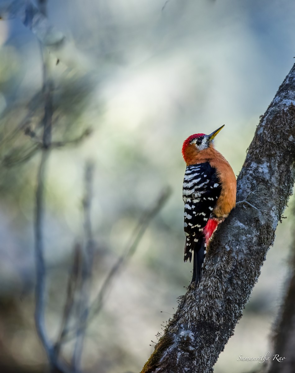 Rufous-bellied Woodpecker - ML495587361