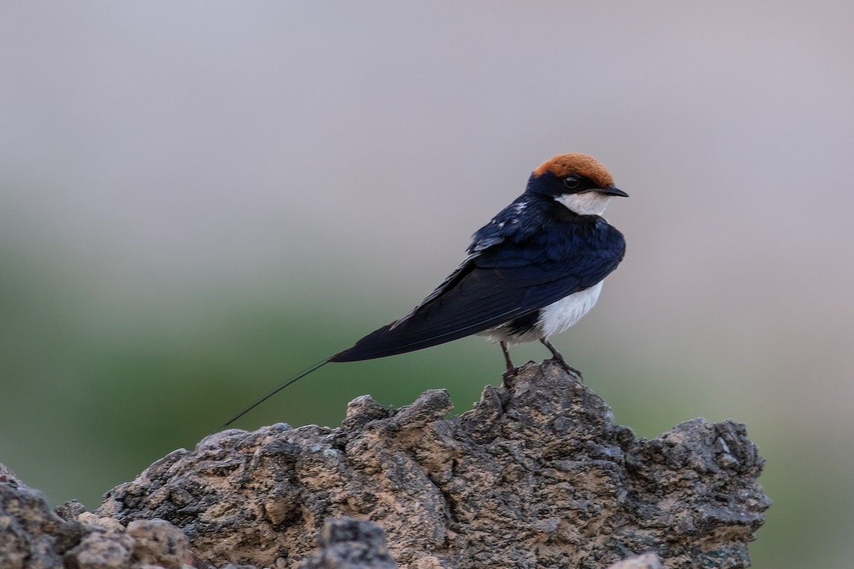 Wire-tailed Swallow - ML495587941