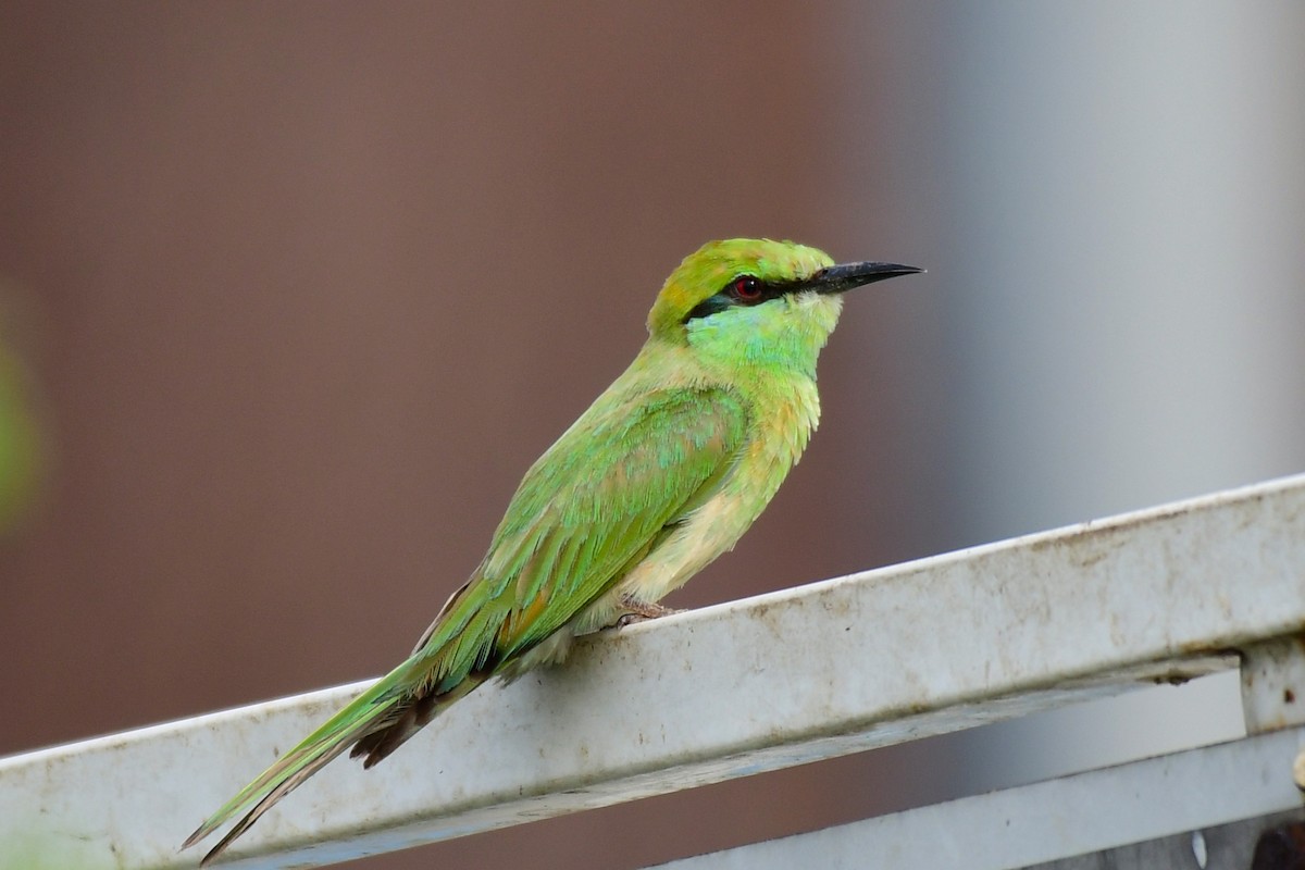 Asian Green Bee-eater - ML495588481