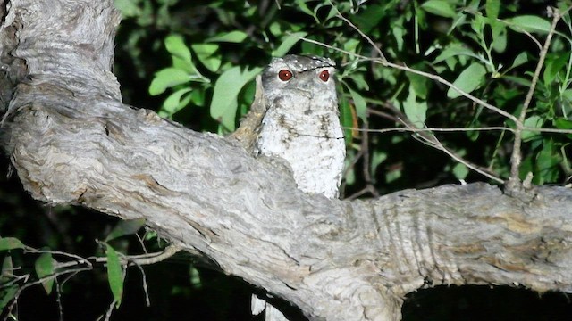 Marbled Frogmouth - ML495592951