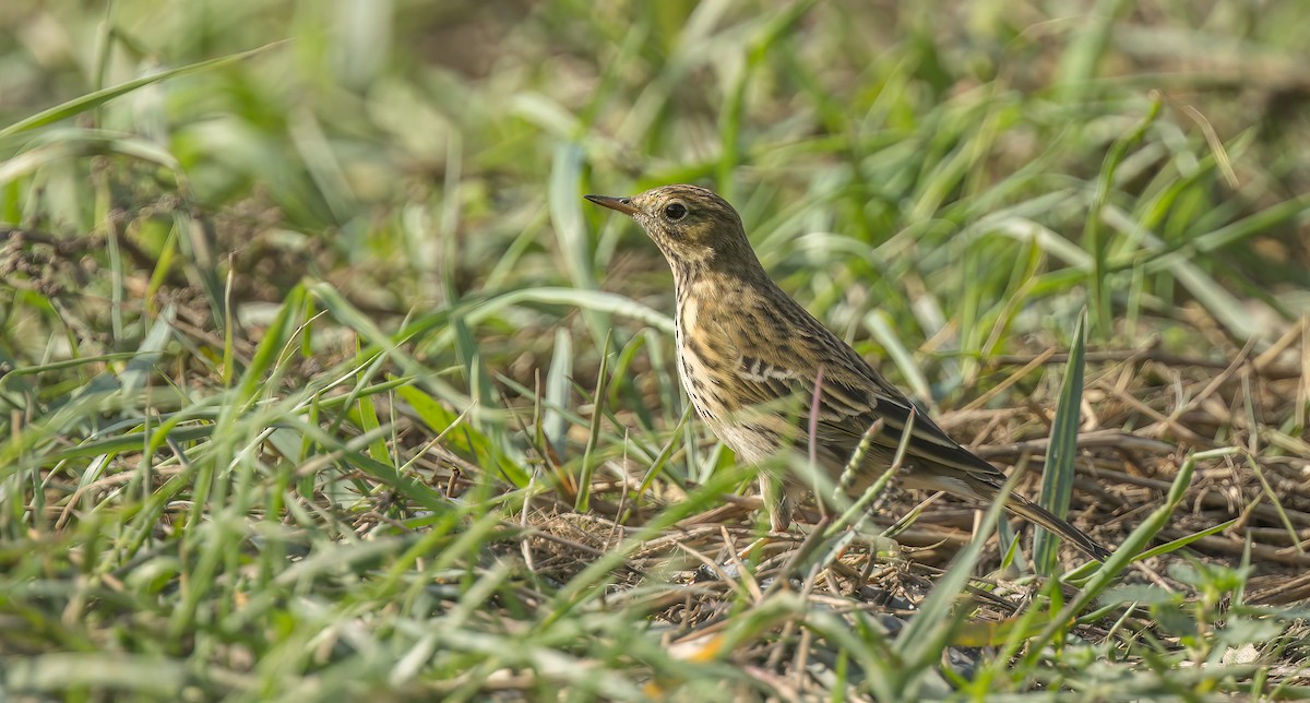 Meadow Pipit - ML495593471