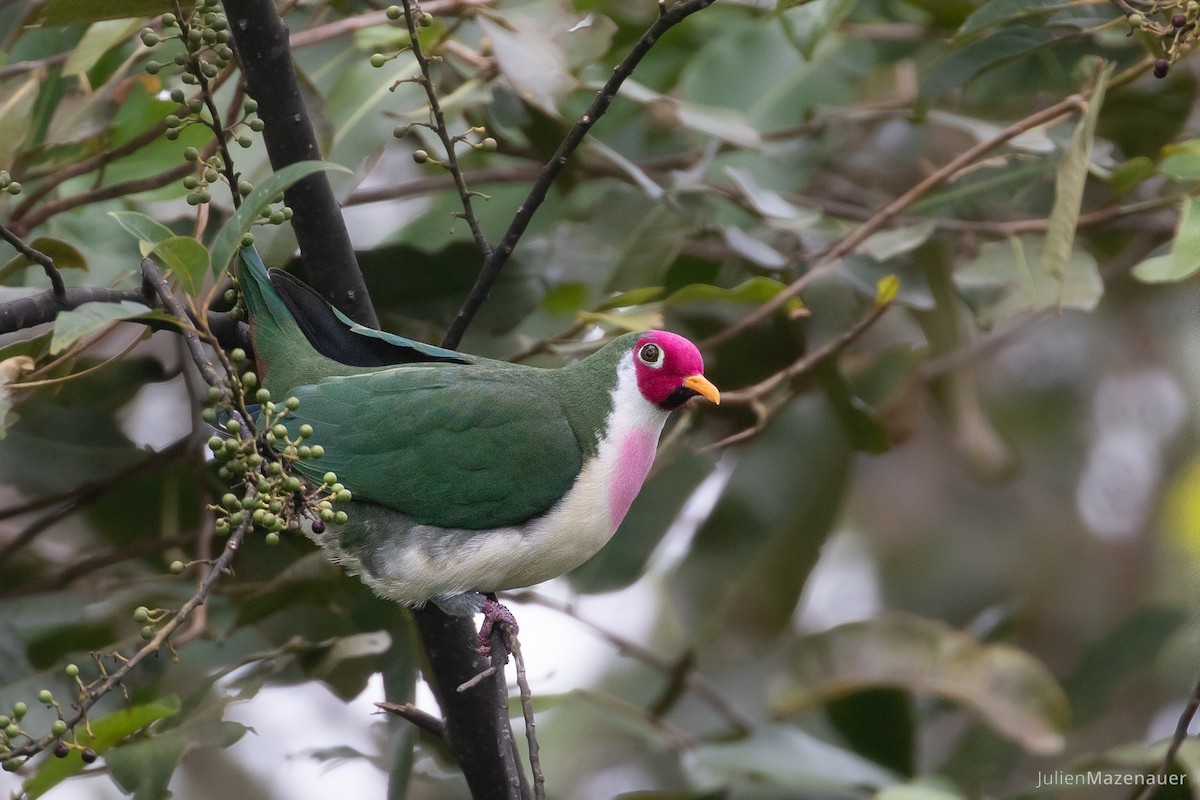 Jambu Fruit-Dove - Julien Mazenauer | Ornis Birding Expeditions