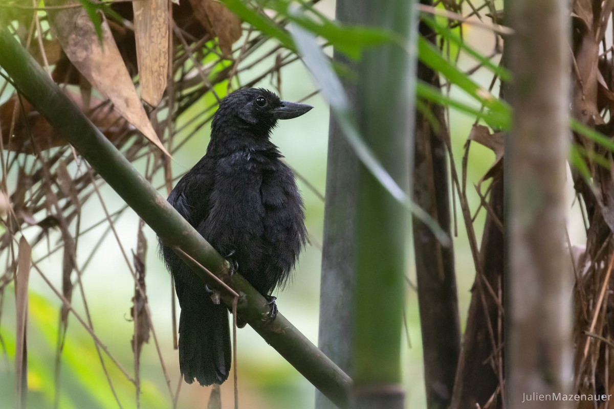 Rondonia Bushbird - Julien Mazenauer | Ornis Birding Expeditions
