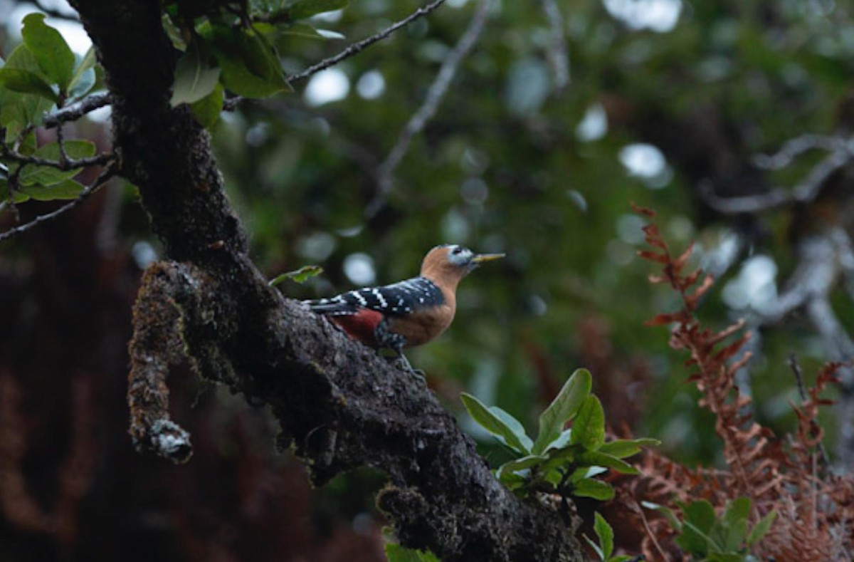 Rufous-bellied Woodpecker - ML495596801