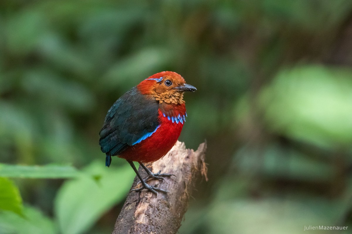 Blue-banded Pitta - Julien Mazenauer | Ornis Birding Expeditions