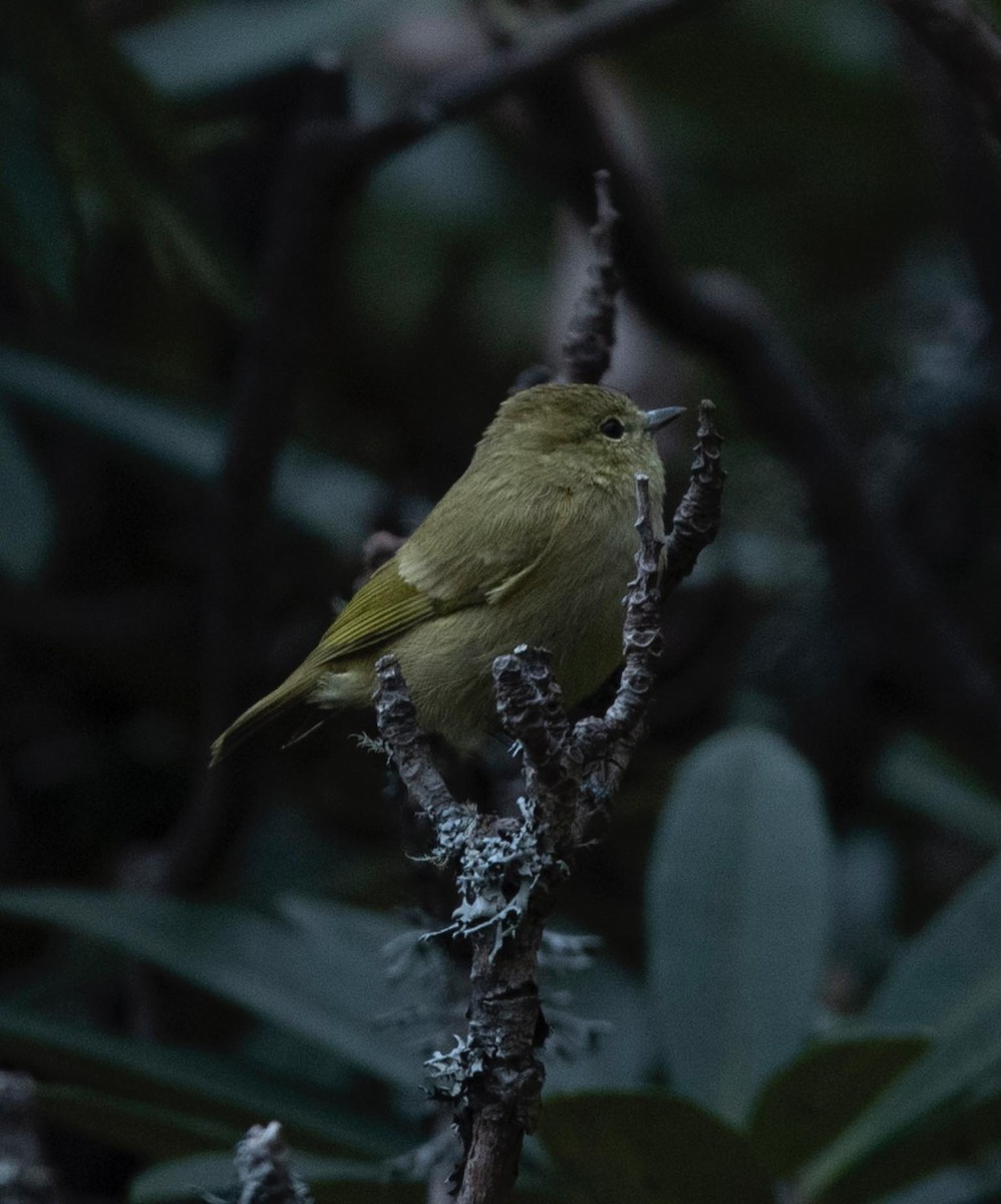 Yellow-browed Tit - ML495596991