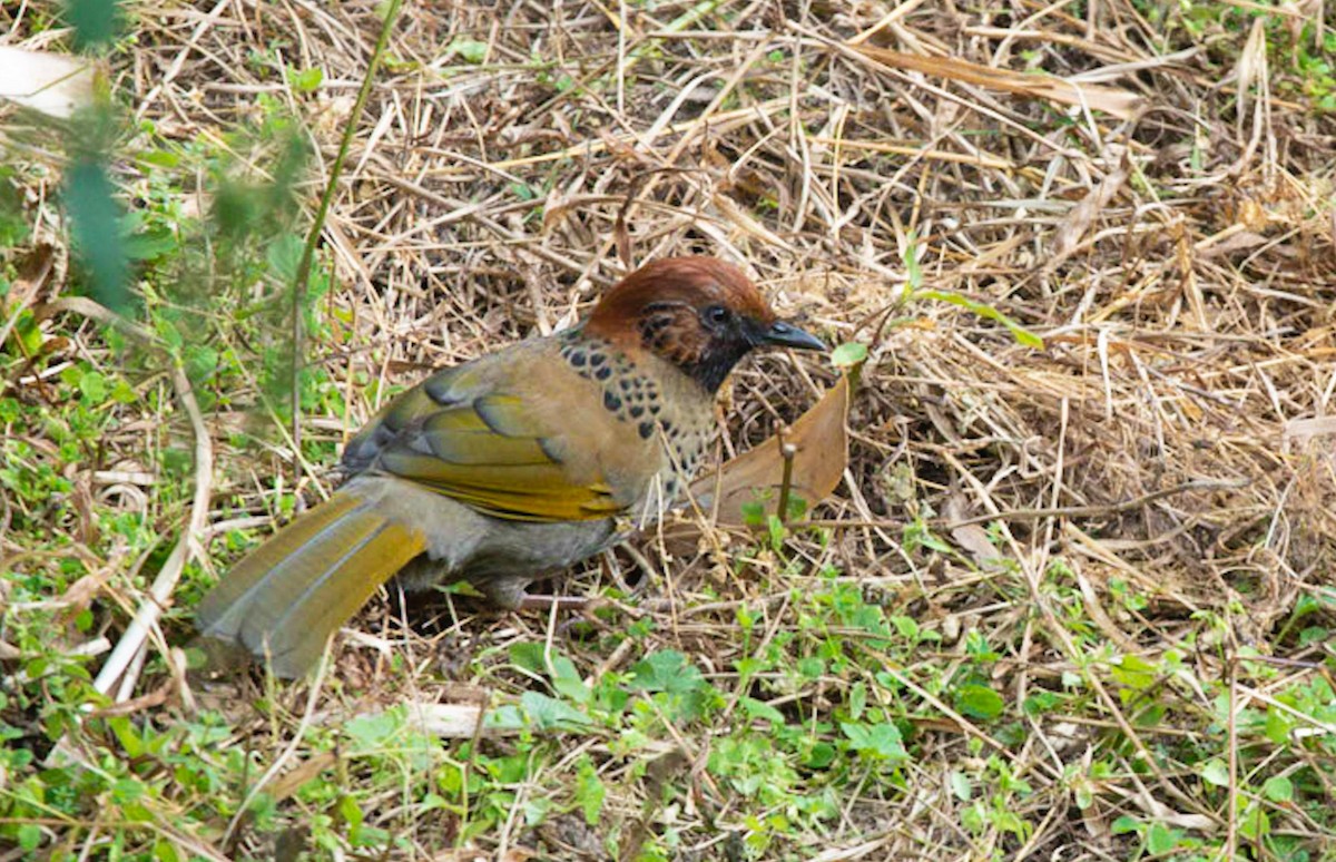 Chestnut-crowned Laughingthrush - ML495597671