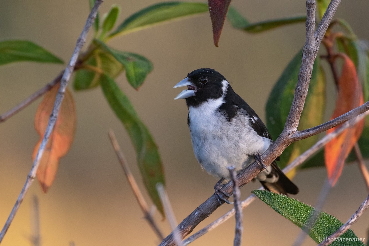 White-naped Seedeater - Julien Mazenauer | Ornis Birding Expeditions