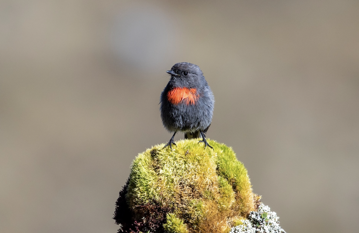 Snow Mountain Robin - Julien Mazenauer | Ornis Birding Expeditions