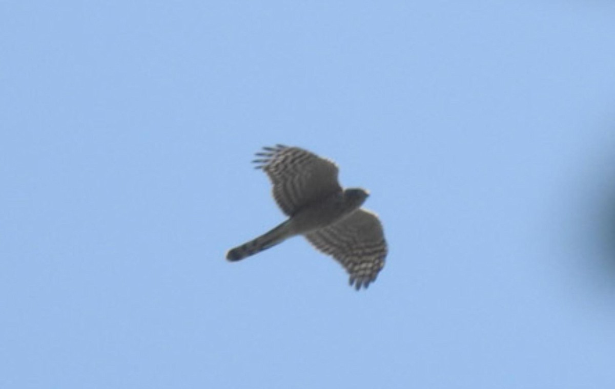 Eurasian Sparrowhawk - ML495606801