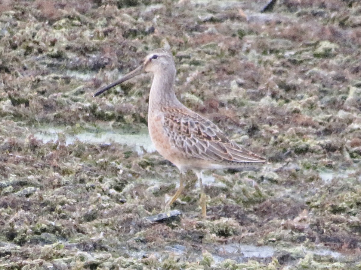 Long-billed Dowitcher - Jae Flaherty
