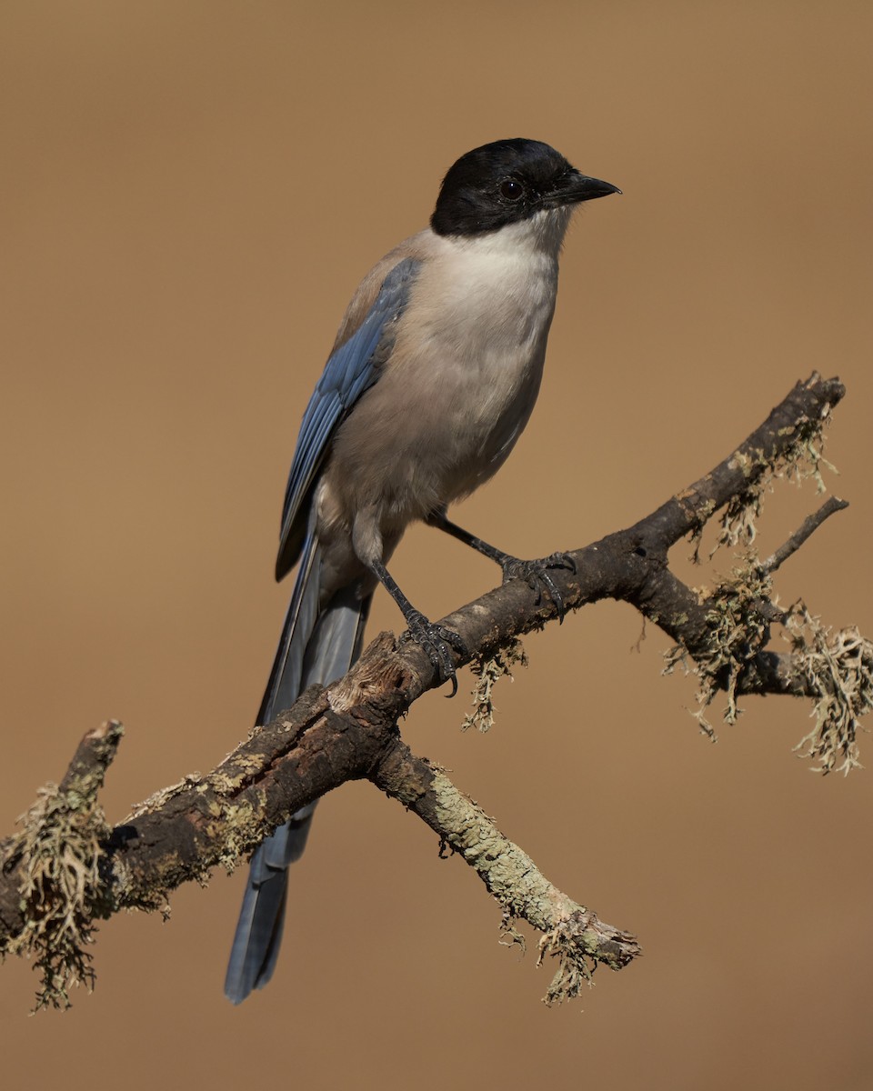 Iberian Magpie - Kevin Hughes