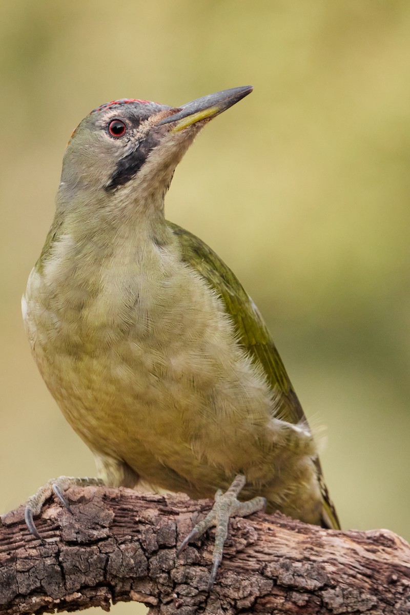 Iberian Green Woodpecker - ML495611641