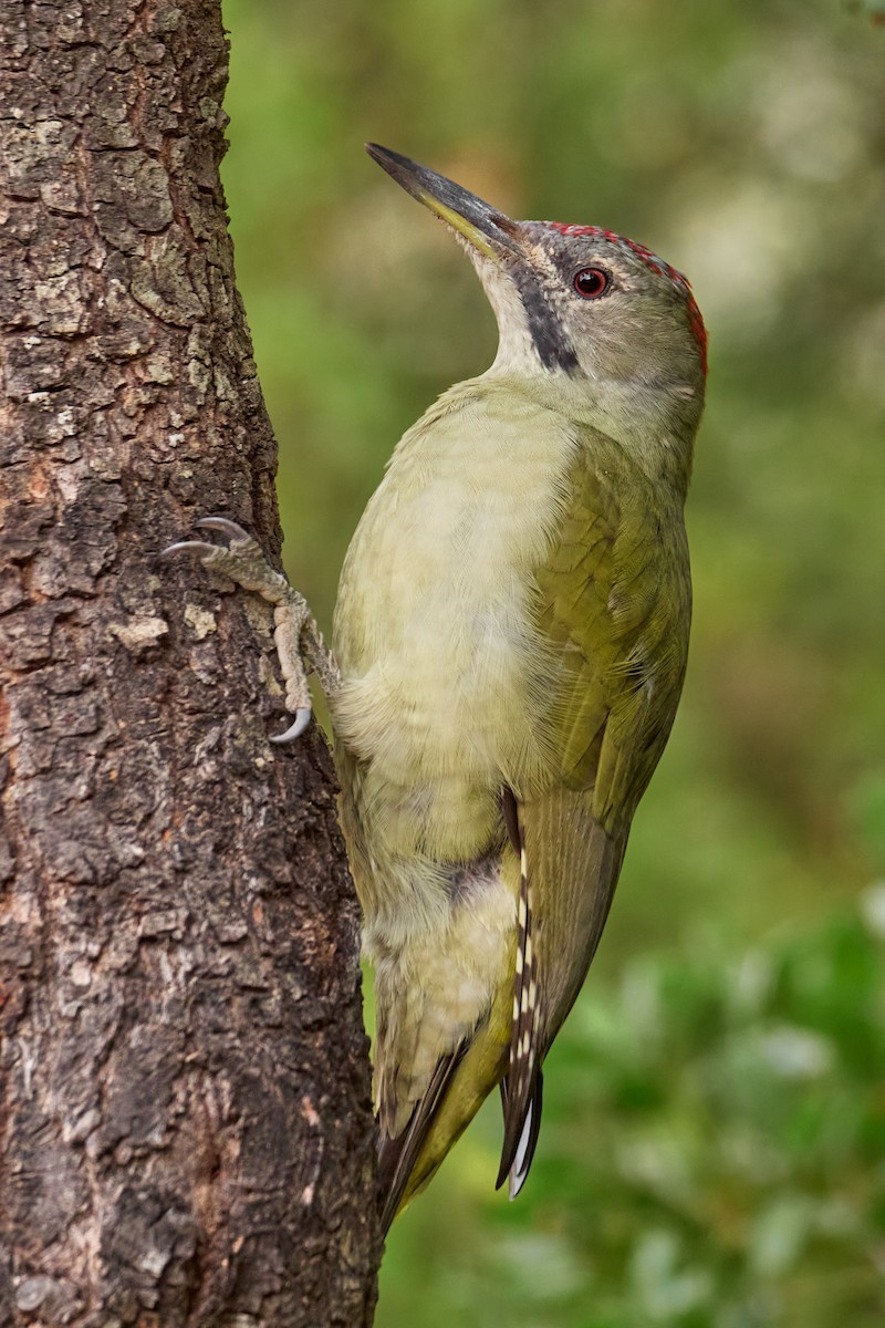 Iberian Green Woodpecker - ML495611651