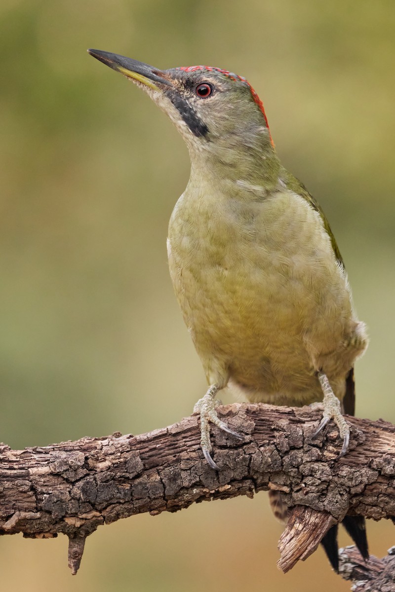 Iberian Green Woodpecker - ML495611661