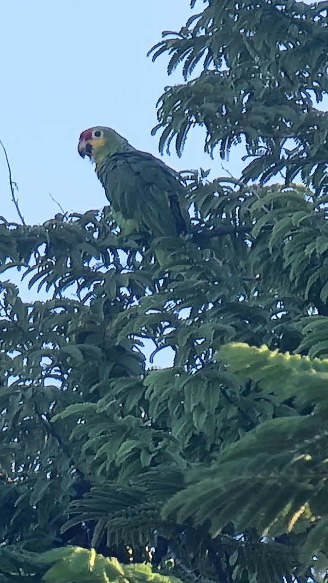 Red-lored Parrot - ML495615111