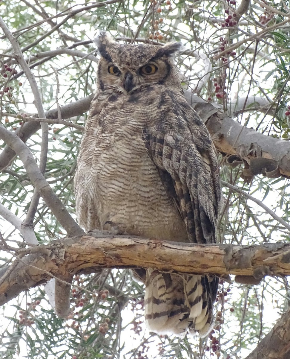 Lesser Horned Owl - ML49561521