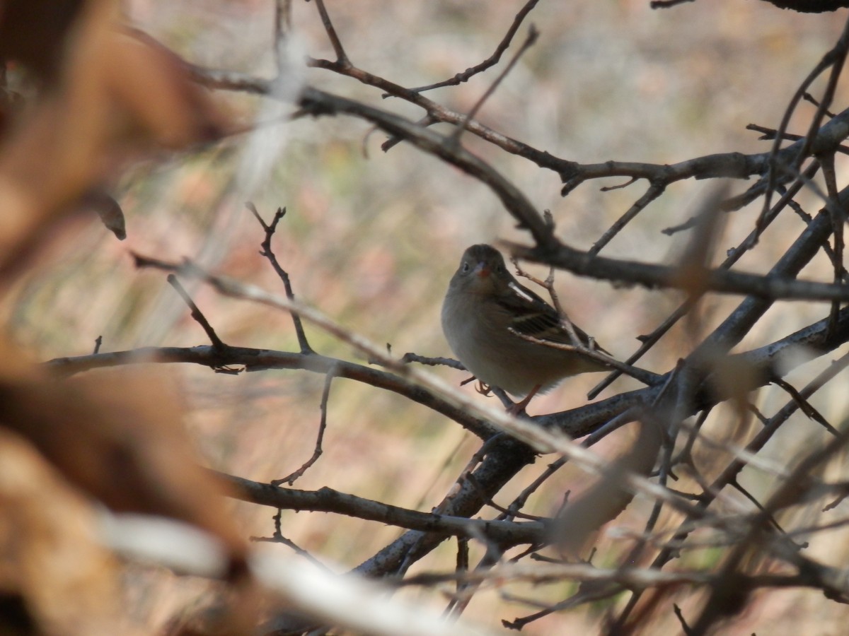 Field Sparrow - ML495617401