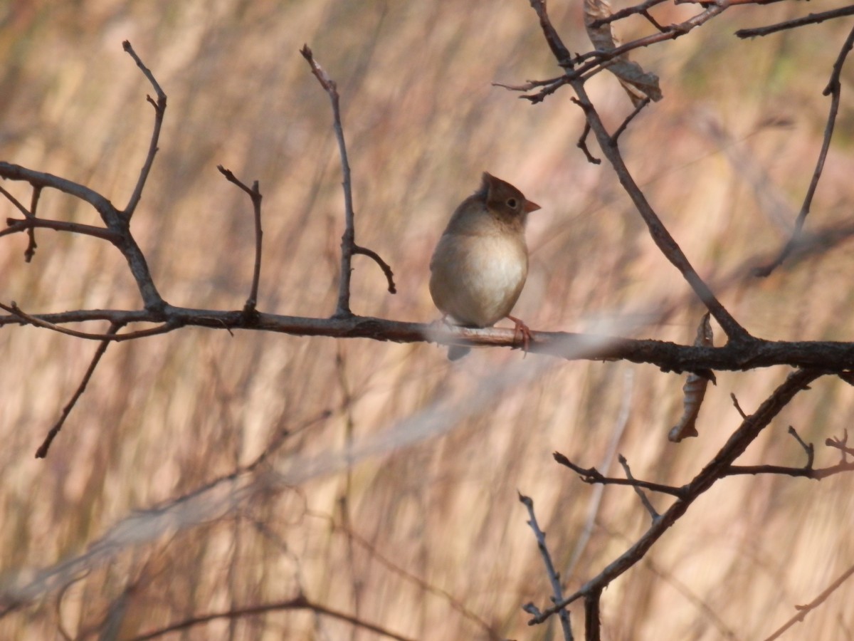 Field Sparrow - ML495617421