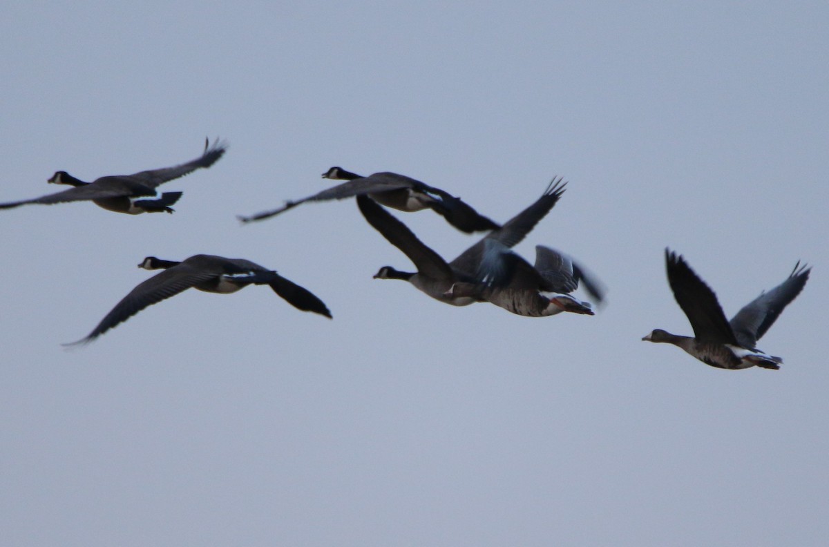 Greater White-fronted Goose - Craig Schafer