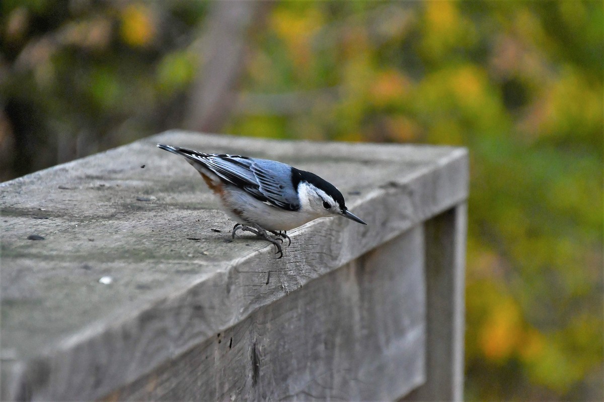 White-breasted Nuthatch - ML495620631