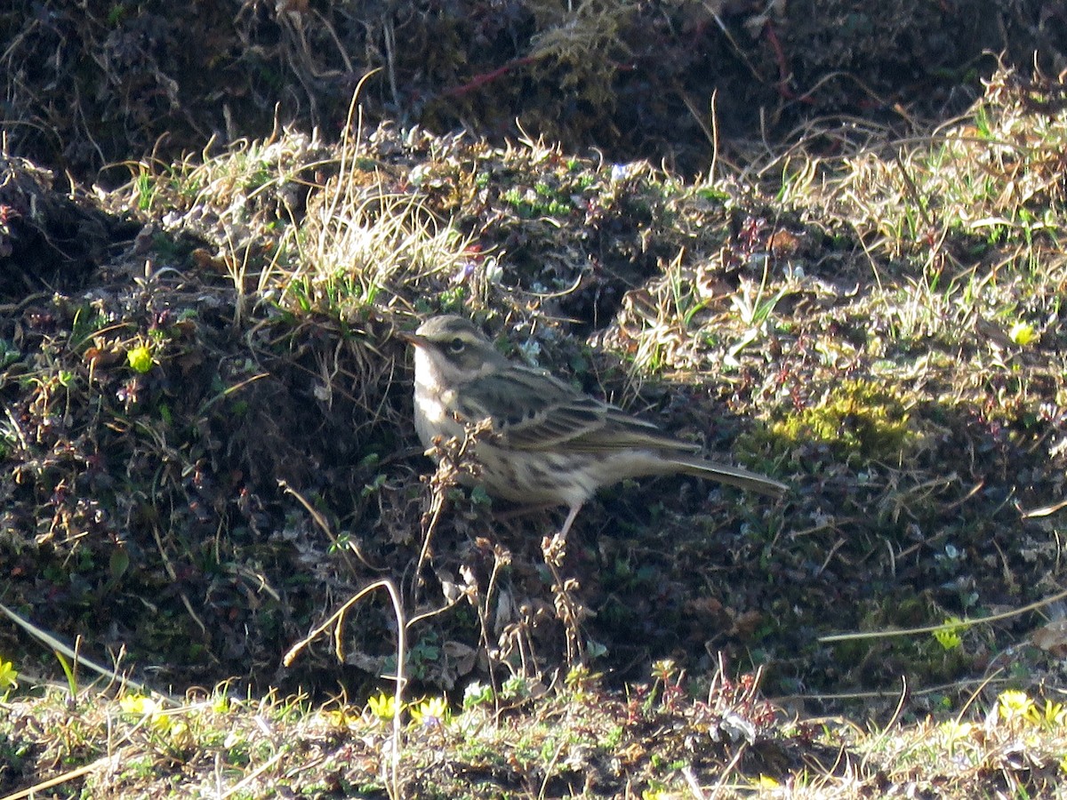 Rosy Pipit - ML495621751