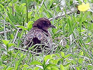  - White-winged Flufftail