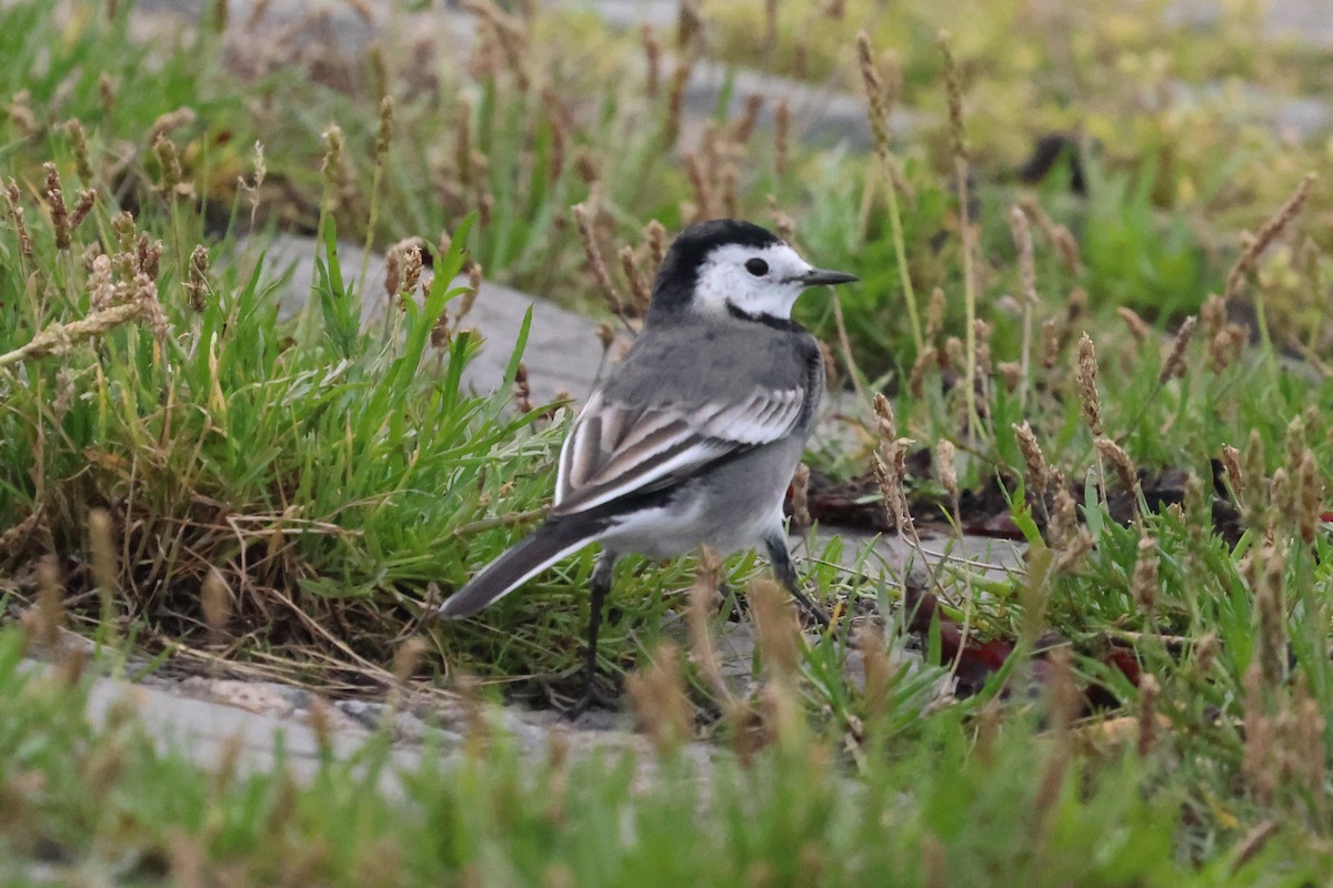 White Wagtail - Phil Kenny