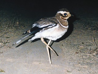 Jerdon's Courser - Rhinoptilus bitorquatus - Birds of the World