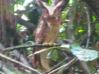  - Maned Owl