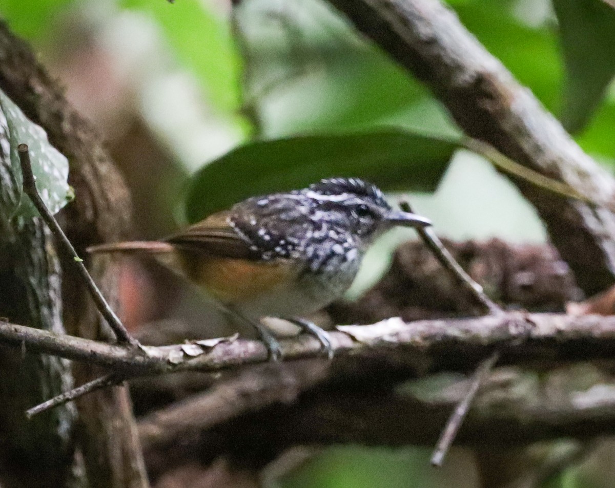 Rondonia Warbling-Antbird - ML495626521