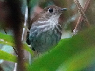  - Tapajos Antpitta