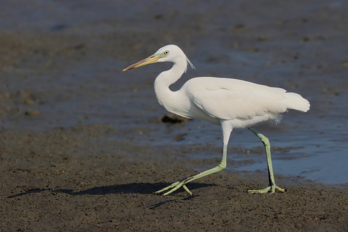 Chinese Egret - Yi-Cheng Chen