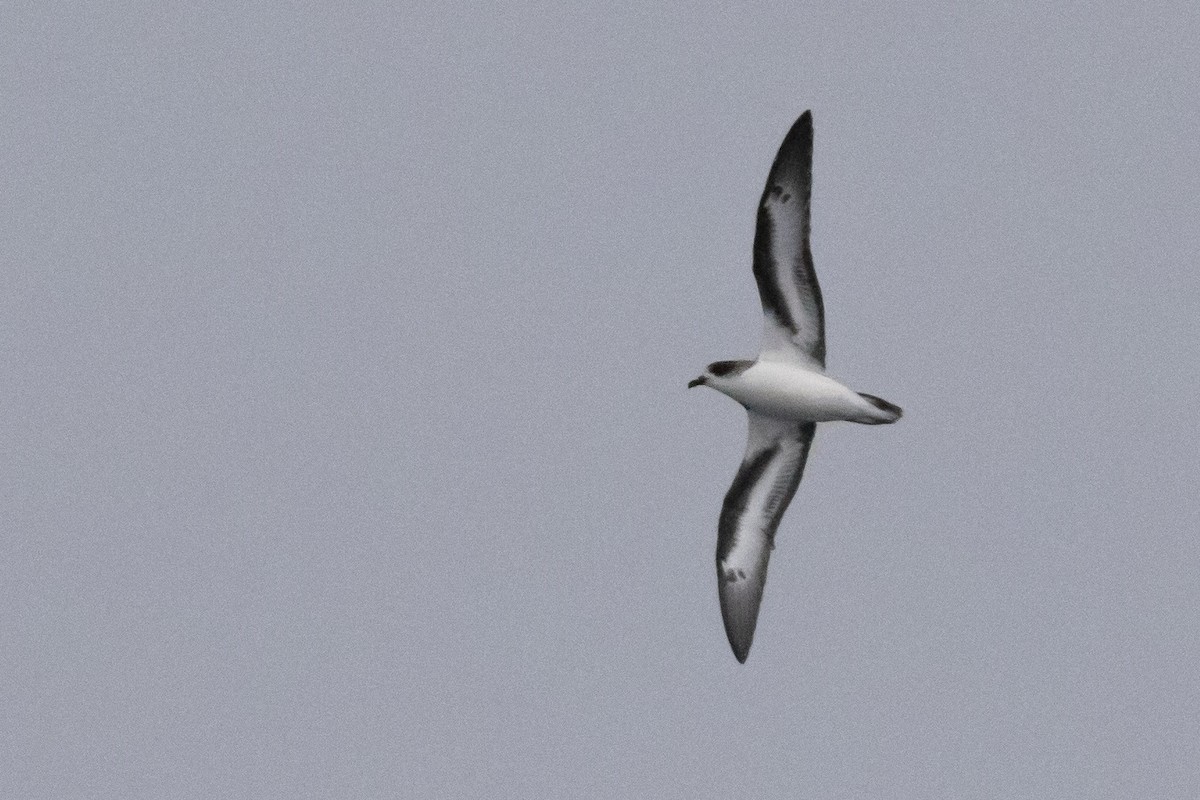 ML495630201 - Bermuda Petrel - Macaulay Library